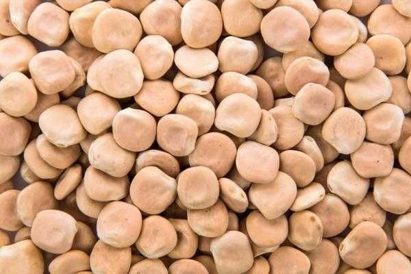 Tremoço biológico seco