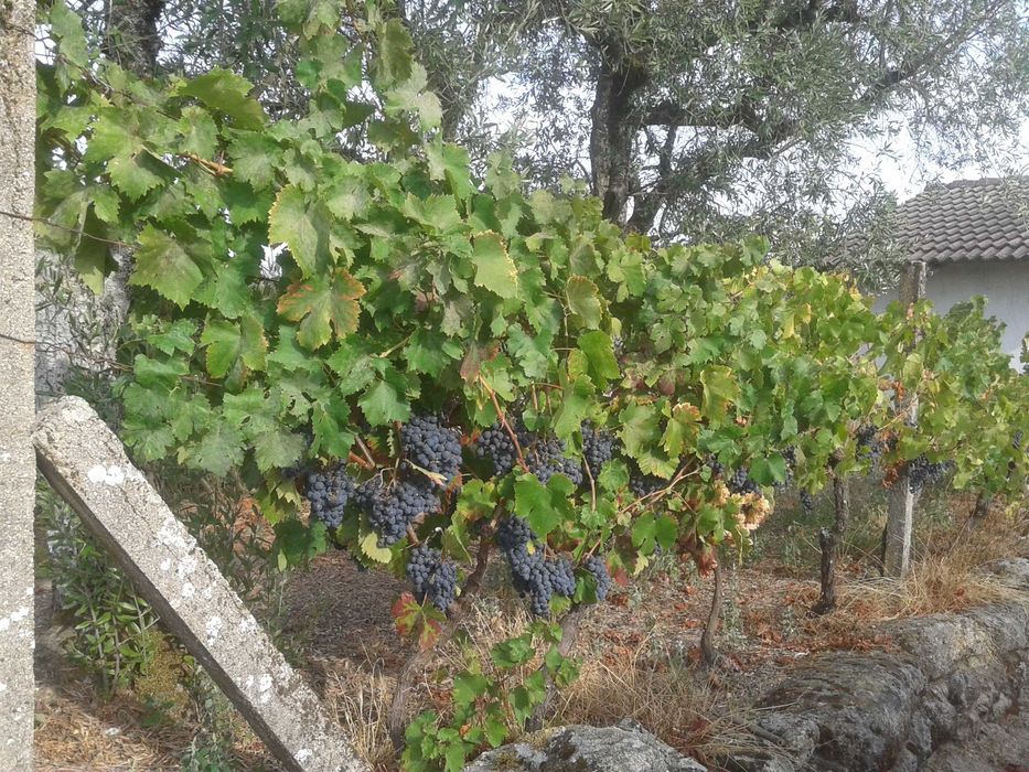 Vendo Uvas Tintas e Brancas para Vinho na Freguesia de Nelas