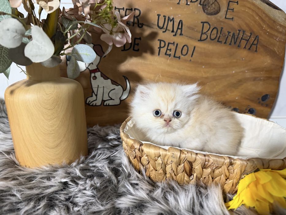 Gato persa menino