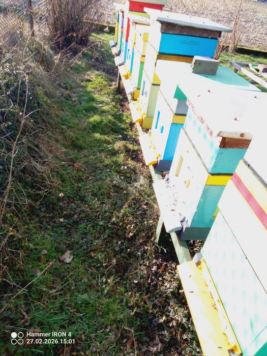 Sprzedam rodziny pszczele