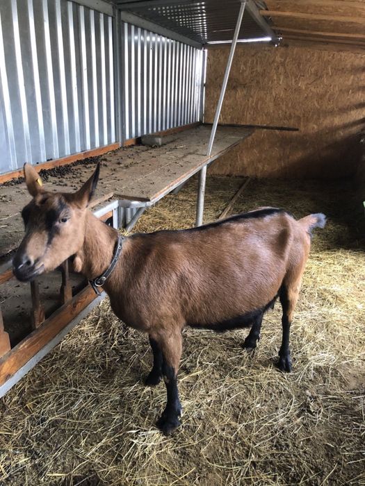 Продам альпійську козу