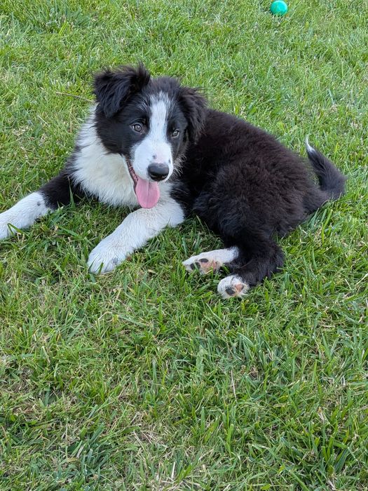 Piesek Border Collie