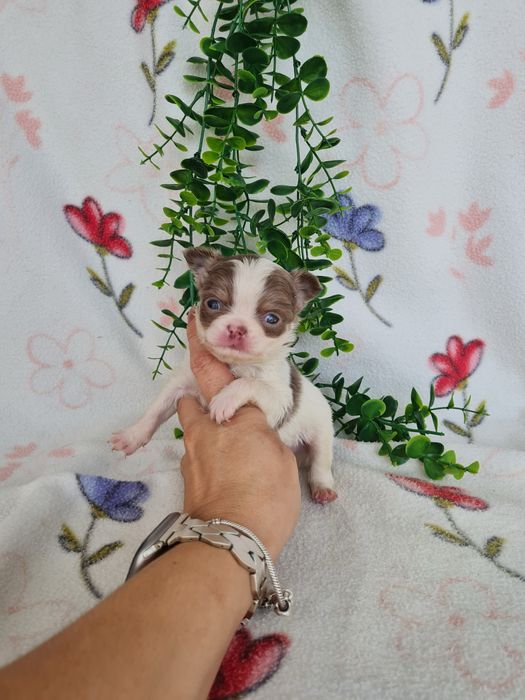 Excelente menino mini pelo longo Chihuahua/Chiuaua Cabeça de Maça,Qualidad