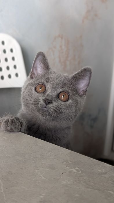 Шотландочка Вів'єн