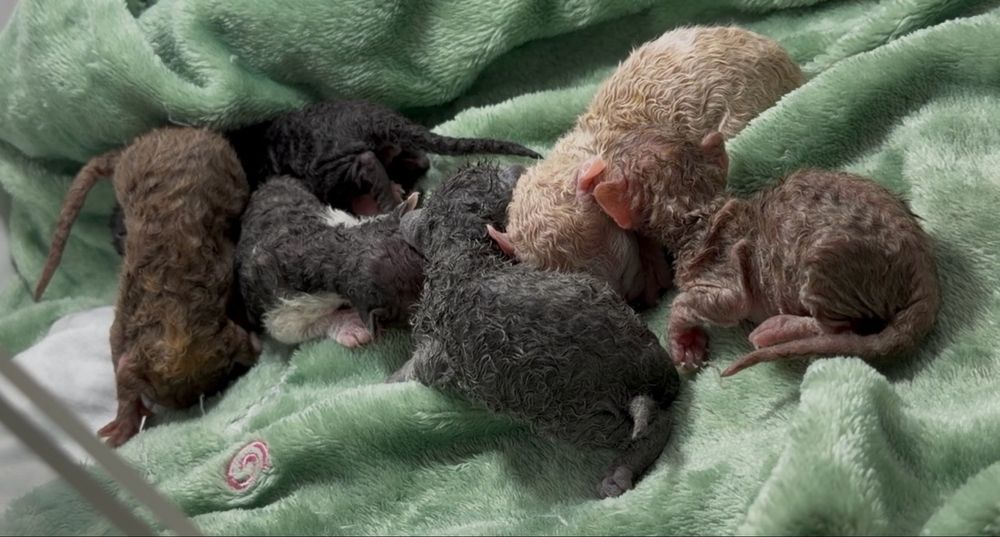 Devon Rex  bebê com pedigree