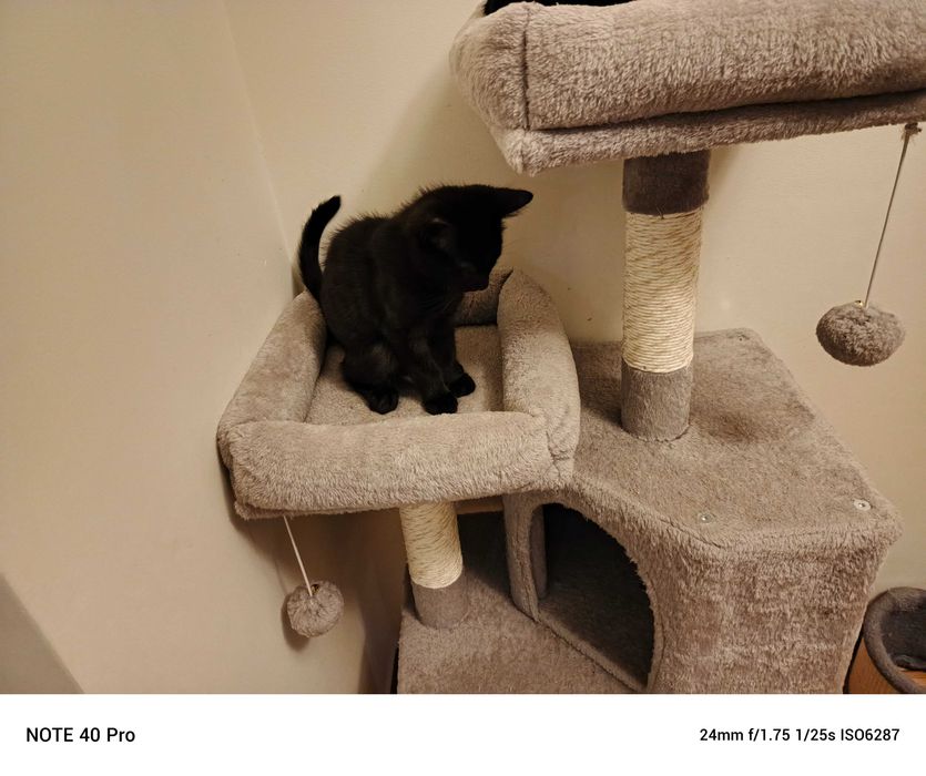 Oddam kotka za darmo