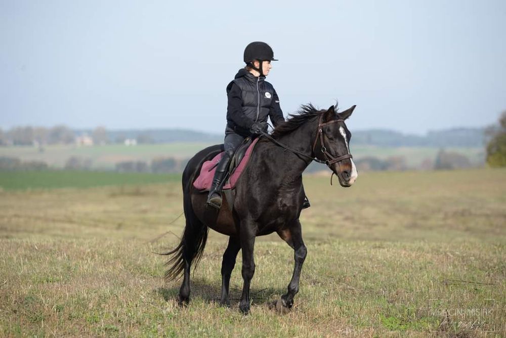 Wydzierżawię klacz