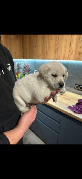 Хлопчик з документами