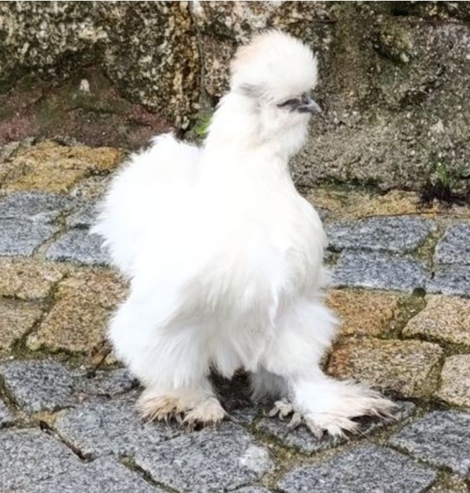 Troco ou vendo galinha sedousa