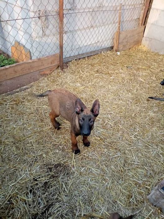 Щенки бельгийской овчарки малинуа с родословной!