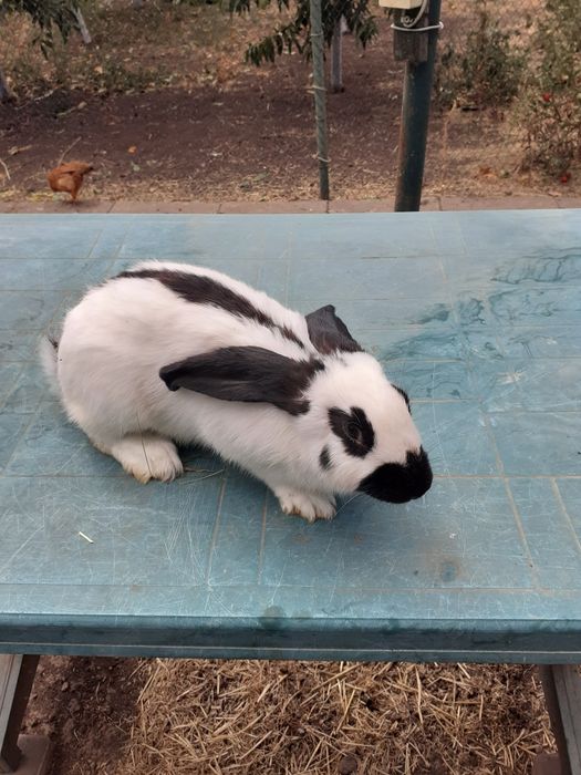 НСВ-строкачи. Александровка.200грн.