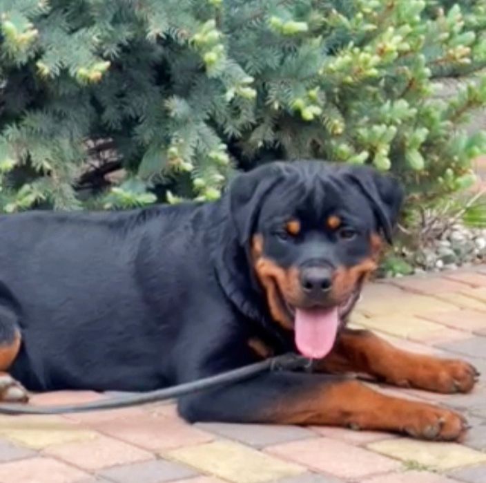 Хлопчики ротвейлера від елітних батьків чемпіонів України.