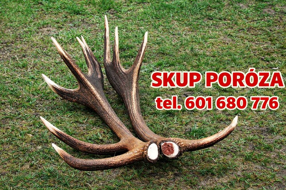 Poroże skup, zrzuty, rogi jelenia,kozła,daniela,łosia - Skup