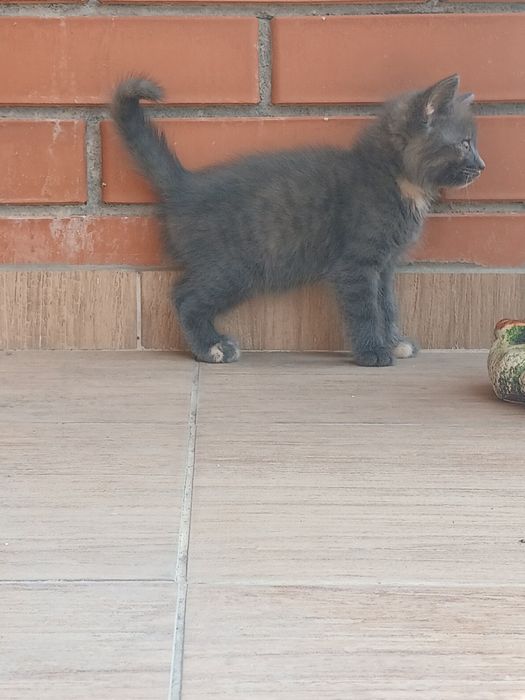 Відам в добрі руки