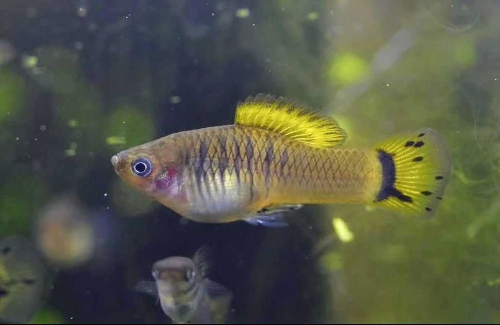 Zmienniak wielobarwny dziki,Rio Pantepec, variatus.