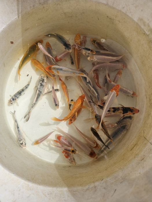 Karp koi lipcówka