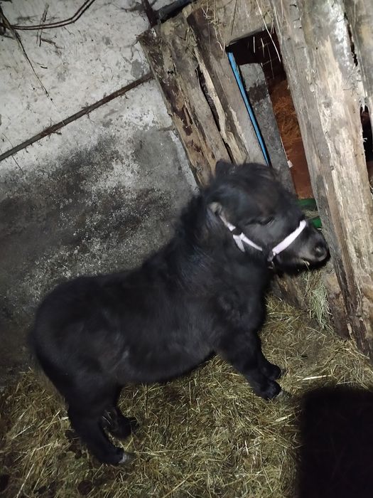 Kucyk ogierek młody !!