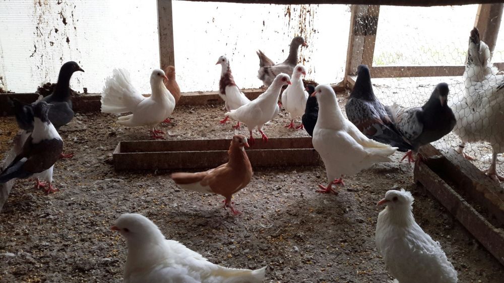 Pombos **Várias Raças**