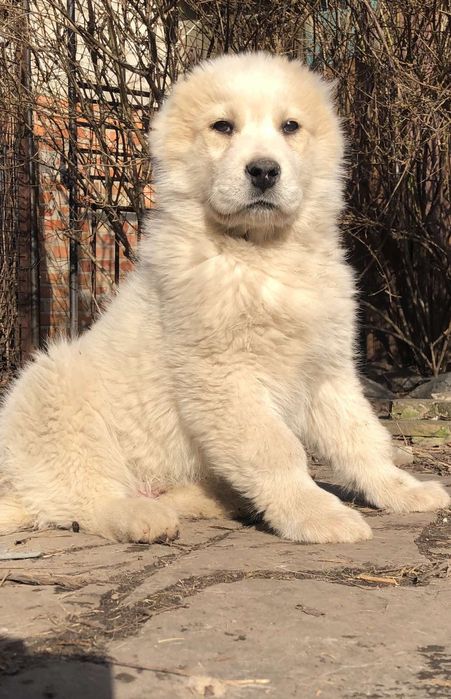 Среднеазиатская овчарка  Алабай