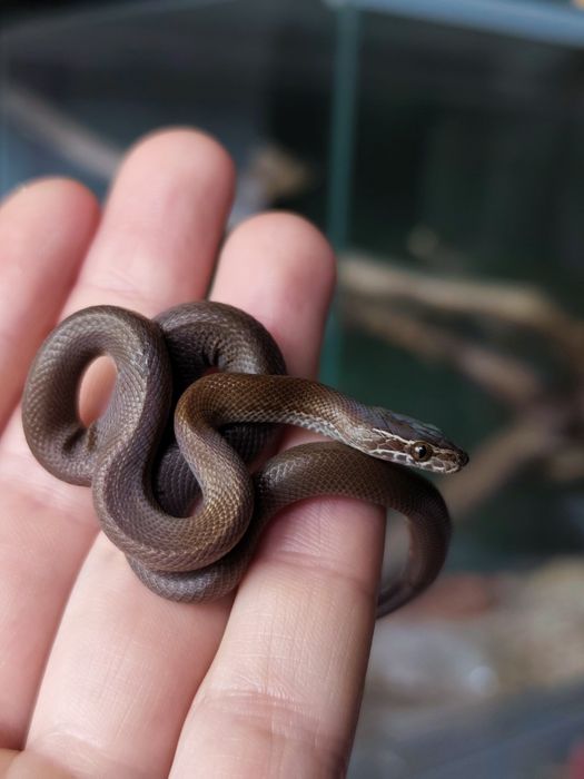 Wąż mahoniowy hybryda het black het albino t- jak wąż zbożowy