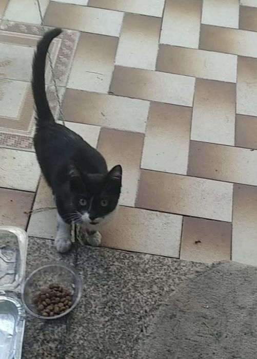 Gatinho para adoção responsável