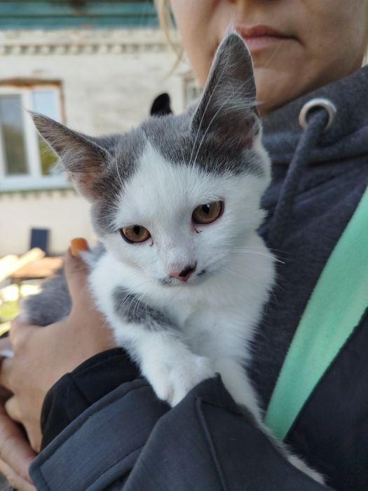 Віддам кошенят 3х місячних