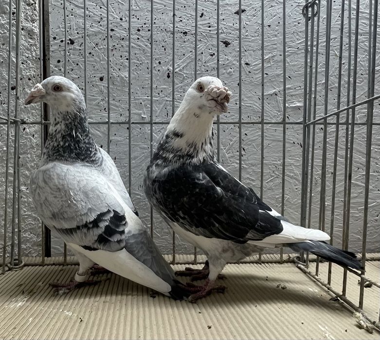 Pocztowy staropolski 3 pary