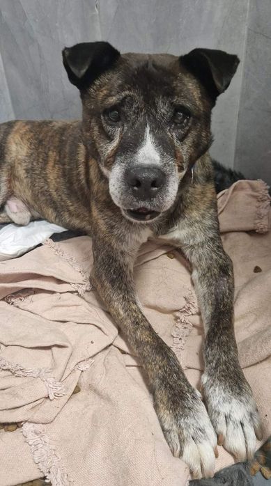 Arni kochany staruszek do adopcji!