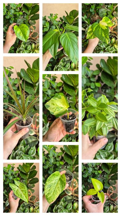 Кімнатні рослини фікус, традесканція, епіпремнум,драцена,циропегія