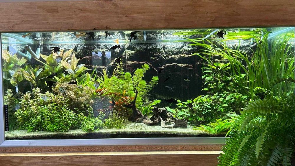 Roślinki akwariowe