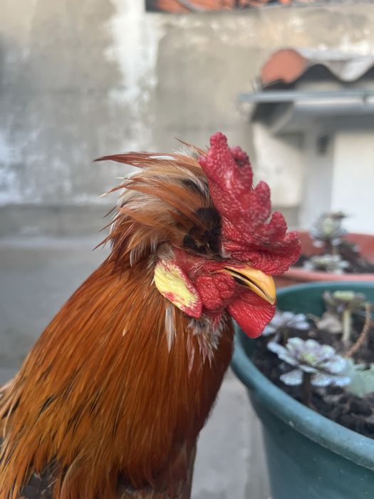 Granizo de idade nova