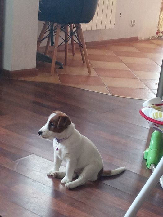 Jack Russell Terrier Suczka Hodowlana 4 lata