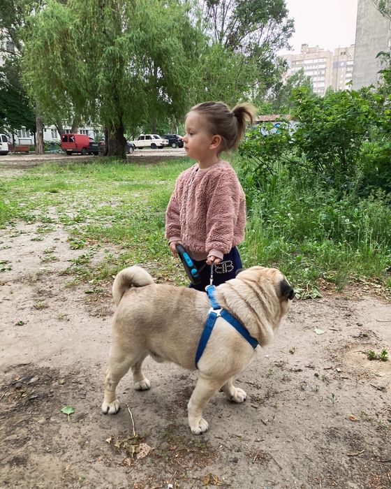 Вязка собак породы мопс