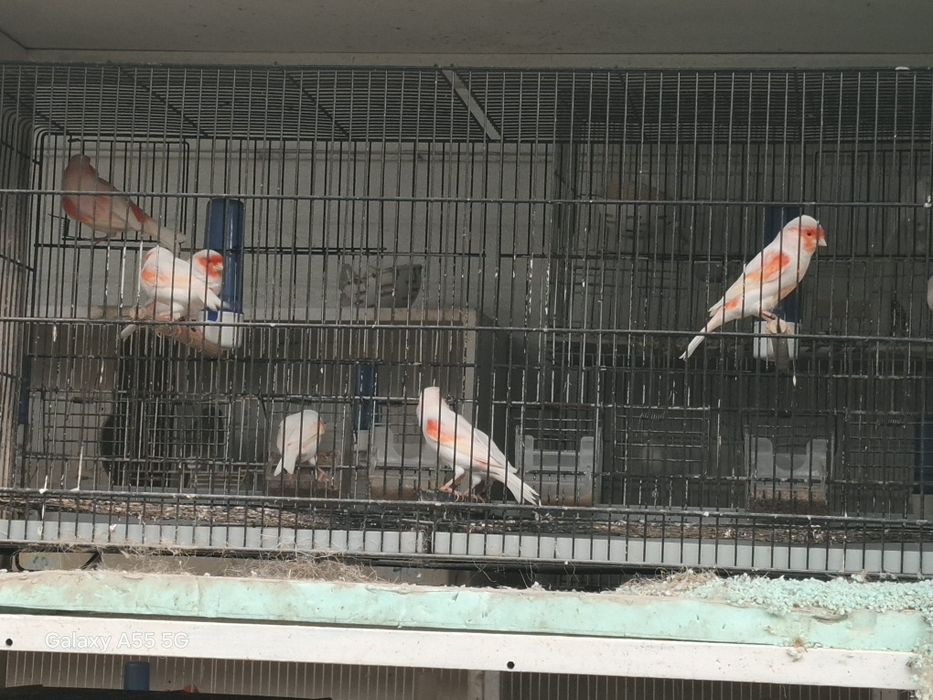 Mosaicos vermelhos  para cedência