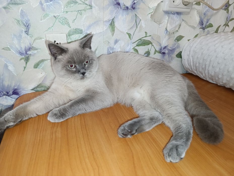 Скотіш Страйт В'язка