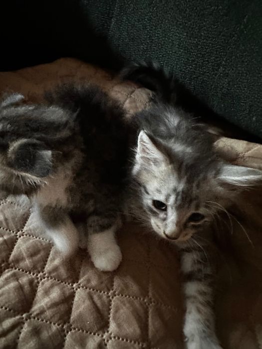 Віддам в добрі руки кошенят