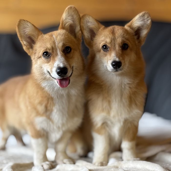 Щенки коргі пемброк | Чистокровні, з родоводом, доставка по Україні