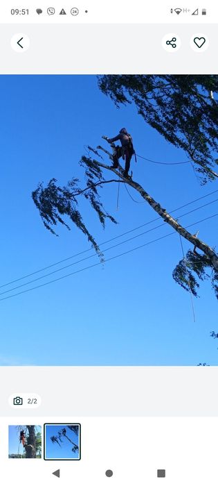 Зрізаю проблемні аварійні дерева