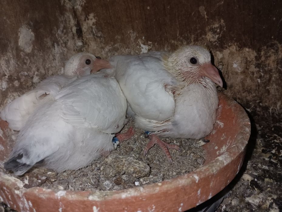 Pombos correios para venda devidamente anilhados com os respectivos ca