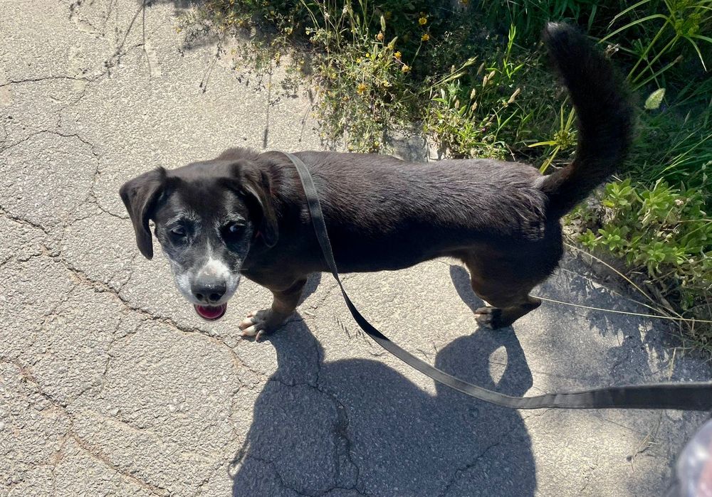 Beagle Dog/Beagle dog - a kind and gentle boy needs a loving home