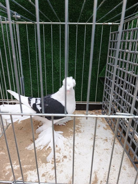 Bok saksoński samica