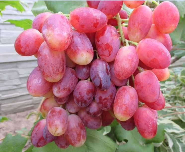 Крупные саженцы Столового винограда