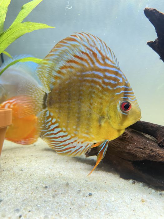 Duży dyskowiec  samiec