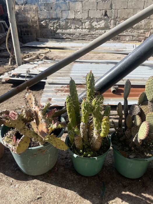 Cactos conjunto varios