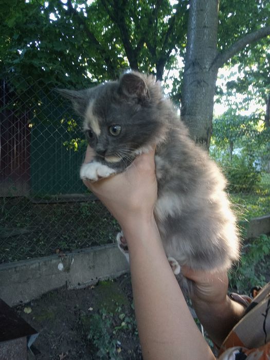 Віддам в добрі руки 2 кошенят