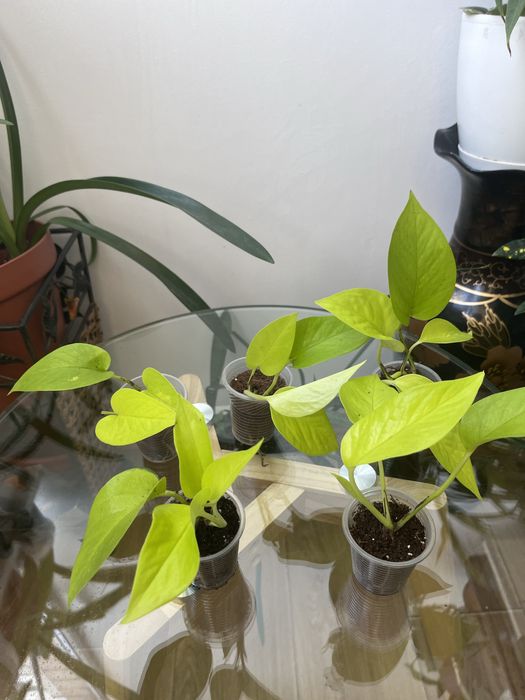 Сциндапсус епіпремнум Golden Pothos,