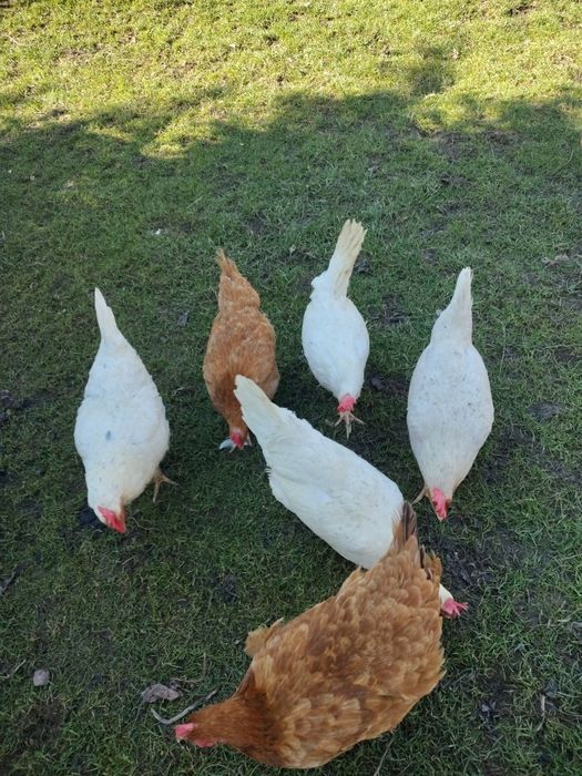 Sprzedam kury nioski