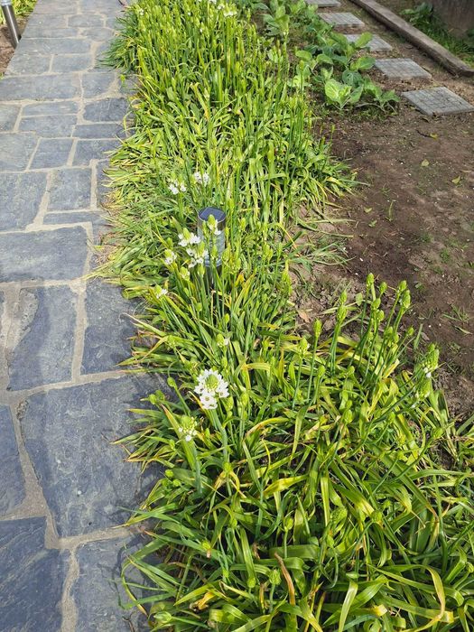 Flores brancas naturais