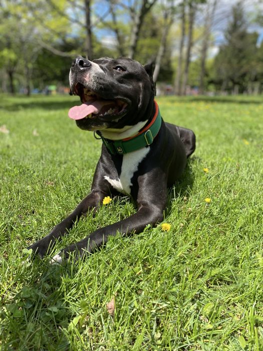 Імпозантний пітбультерʼєр для зʼйомок