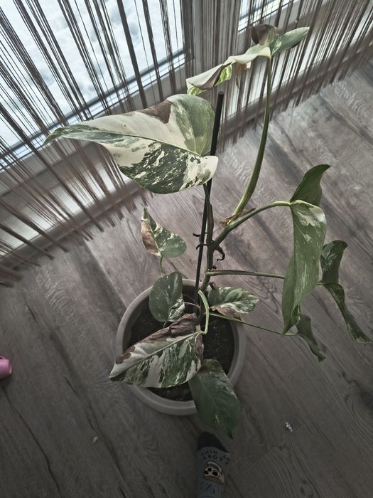 Monstera variegata